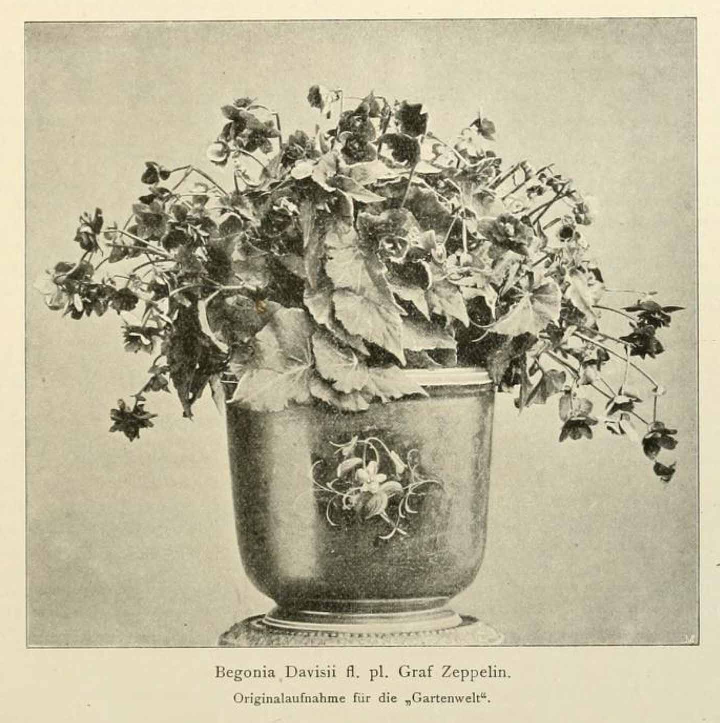 B. ‘Davisii’